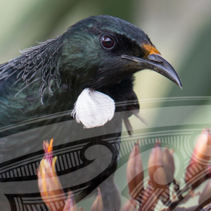 Tui Tuia Issue 1, 2025