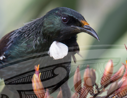 Tui Tuia Issue 1, 2025