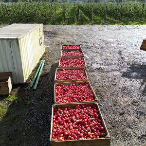 Haumako’s harvest season a technological turning point