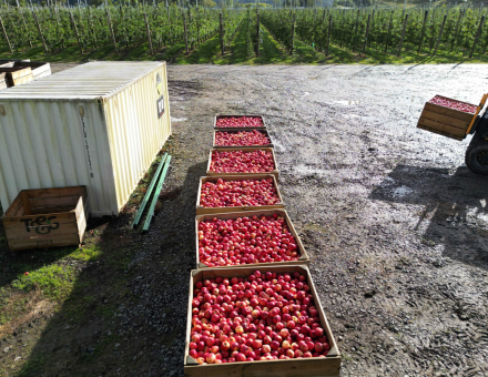 Haumako’s harvest season a technological turning point