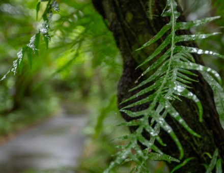 Landowner Information event – Wairoa Horticulture