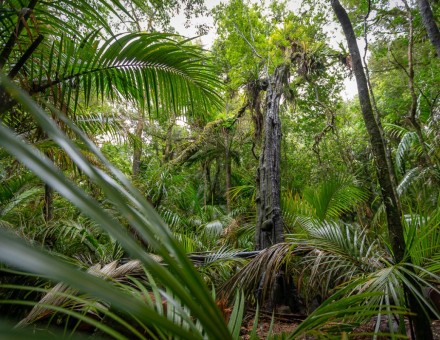 Vacancy – Forest Intern