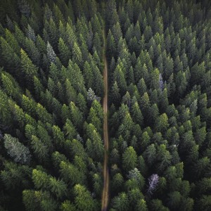 2025 Summer Forestry Internship