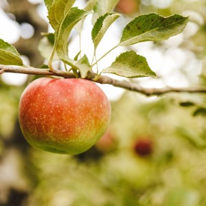 Tātau Tātau Horticulture Update
