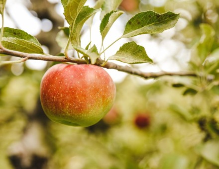 PGF investment announced for Wairoa Horticulture Hub